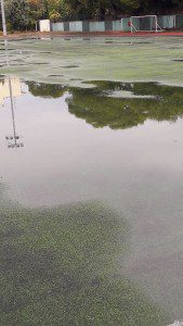 14813326_1816543545282913_1041913927_o